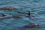 Baja05 - 451 * Bottlenose dolphins see us off from Puerto Gato